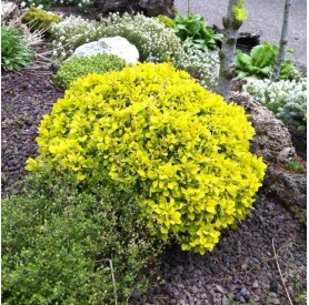 Berberis 'Tiny Gold' - Japán borbolya