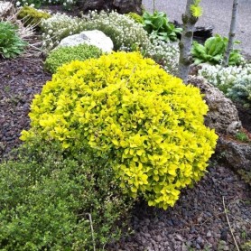 Berberis 'Tiny Gold' - Japán borbolya