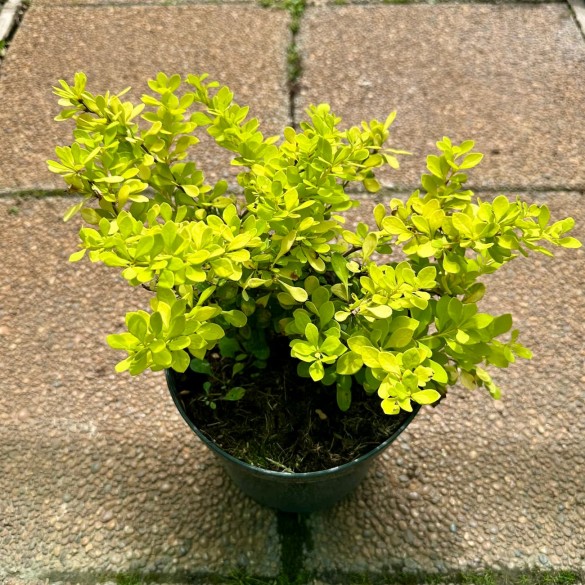Berberis 'Tiny Gold' - Japán borbolya