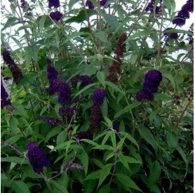 Buddleia 'Black Knight' - Orgona