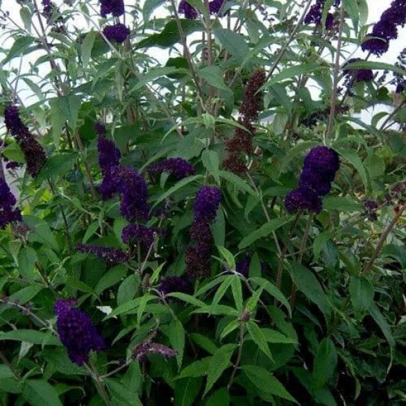 Buddleia 'Black Knight' - Orgona