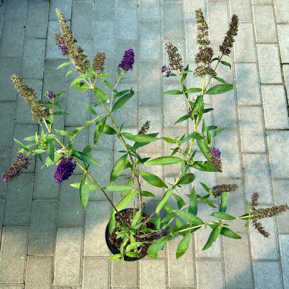 Buddleia 'Black Knight' - Orgona