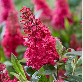 Buddleia 'Butterfly Candy Little Ruby' - Orgona