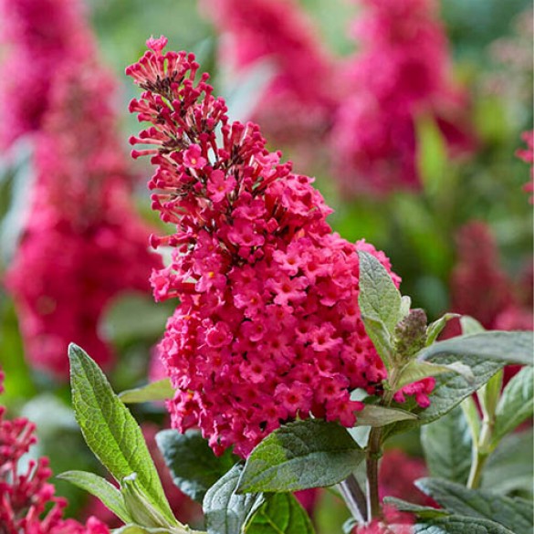 Buddleia 'Butterfly Candy Little Ruby' - Orgona