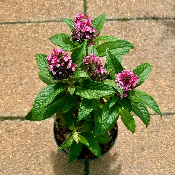 Buddleia 'Butterfly Candy Little Ruby' - Orgona