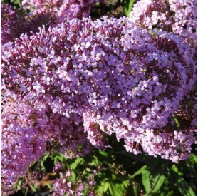 Buddleia 'Gulliver' - Orgona