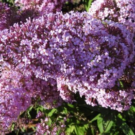Buddleia 'Gulliver' - Orgona