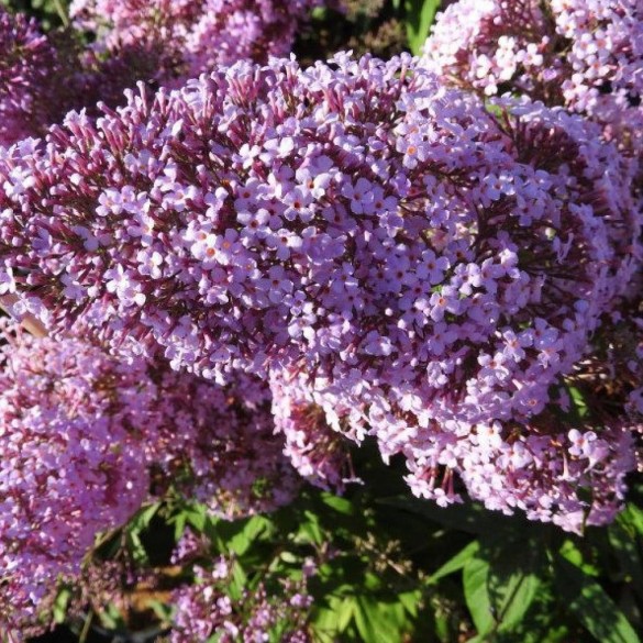 Buddleia 'Gulliver' - Orgona