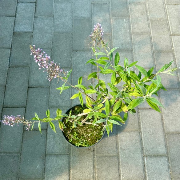 Buddleia 'Gulliver' - Orgona