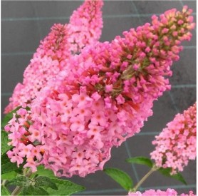 Buddleia 'Pink Panther' - Orgona