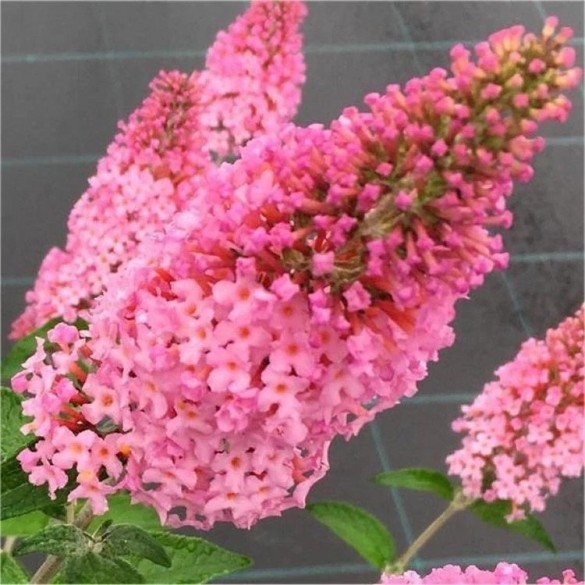 Buddleia 'Pink Panther' - Orgona