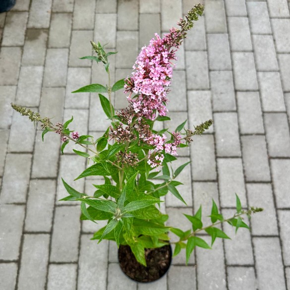 Buddleia 'Pink Panther' - Orgona