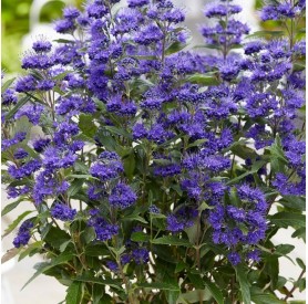 Caryopteris 'Heavenly Blue' - Angol kékszakáll