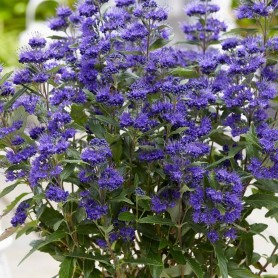 Caryopteris 'Heavenly Blue' - Angol kékszakáll