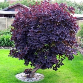 Cotinus 'Royal Purple' - Cserszömörce