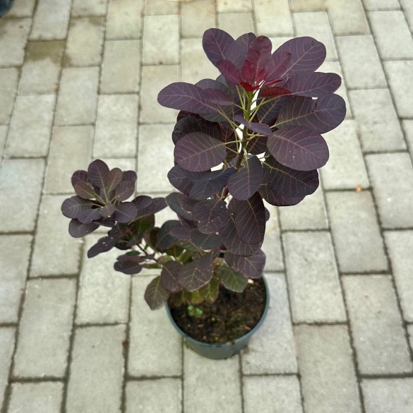 Cotinus 'Royal Purple' - Cserszömörce