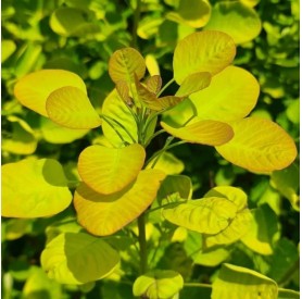 Cotinus 'Golden Lady' - Cserszömörce
