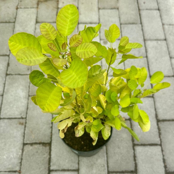 Cotinus 'Golden Lady' - Cserszömörce