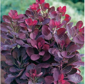 Cotinus 'Lilla' - Cserszömörce