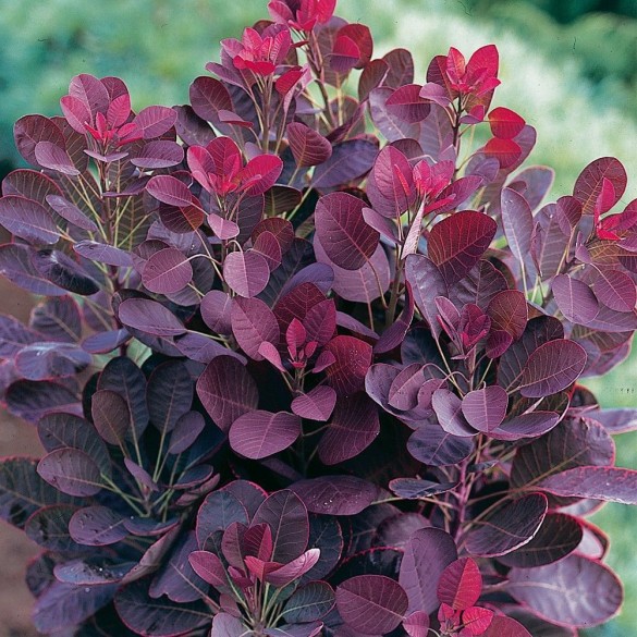 Cotinus 'Lilla' - Cserszömörce