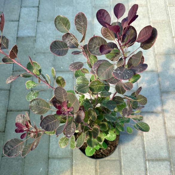 Cotinus 'Lilla' - Cserszömörce