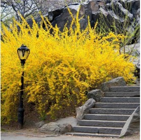 Forsythia 'Lynwood' - Aranycserje
