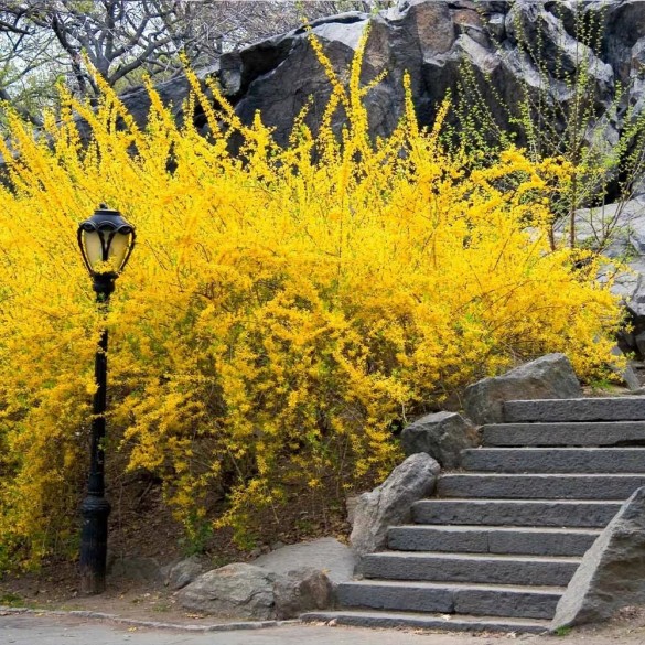 Forsythia 'Lynwood' - Aranycserje