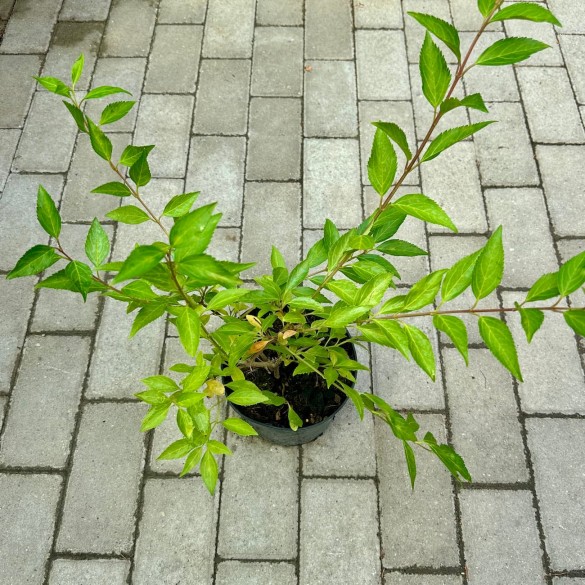Forsythia 'Lynwood' - Aranycserje