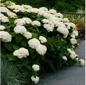 Hydrangea arborescens 'Annabelle' - Cserjés hortenzia