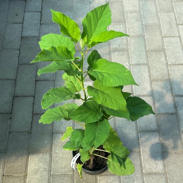 Hydrangea arborescens 'Annabelle' - Cserjés hortenzia