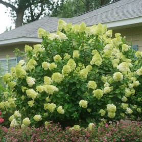 Hydrangea paniculata 'Limelight' - Bugás hortenzia