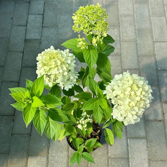 Hydrangea paniculata 'Limelight' - Bugás hortenzia