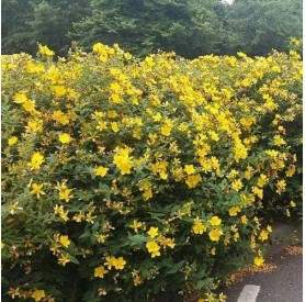 Hypericum 'Hidcote' - Orbáncfű