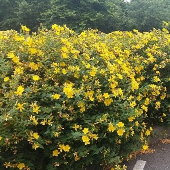 Hypericum 'Hidcote' - Orbáncfű