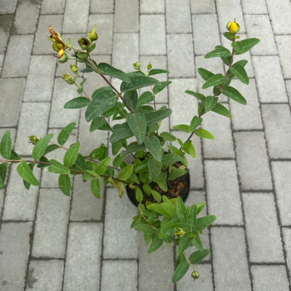 Hypericum 'Hidcote' - Orbáncfű