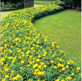 Hypericum 'Annabell' - Orbáncfű