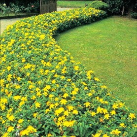 Hypericum 'Annabell' - Orbáncfű