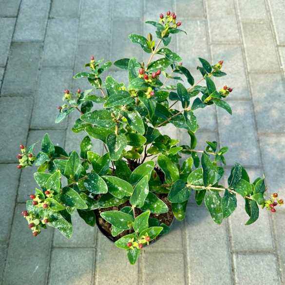 Hypericum 'Annabell' - Orbáncfű