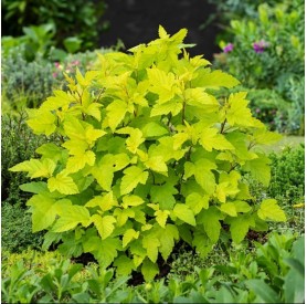 Physocarpus 'Dart's Gold' - Bangitalevelű hólyagvessző
