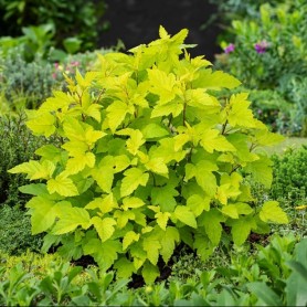 Physocarpus 'Dart's Gold' - Bangitalevelű hólyagvessző