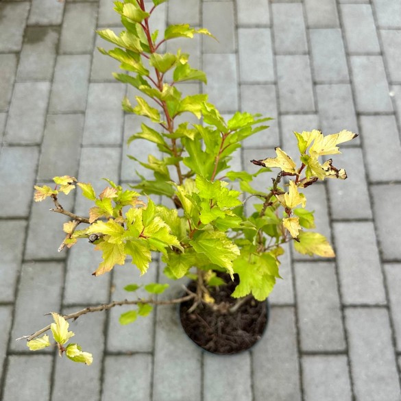 Physocarpus 'Dart's Gold' - Bangitalevelű hólyagvessző