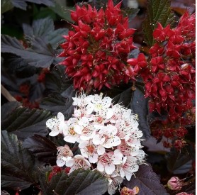 Physocarpus 'Red Baron' - Bangitalevelű hólyagvessző