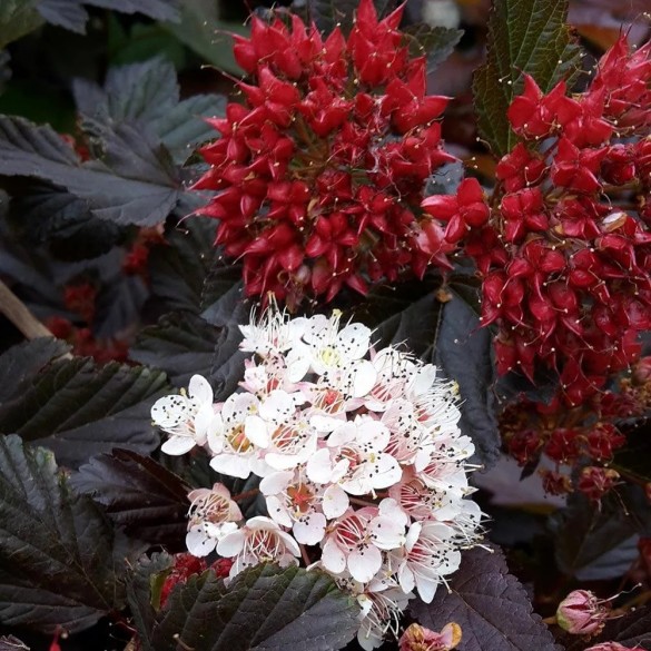 Physocarpus 'Red Baron' - Bangitalevelű hólyagvessző