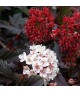 Physocarpus 'Red Baron' - Bangitalevelű hólyagvessző