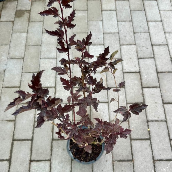 Physocarpus 'Red Baron' - Bangitalevelű hólyagvessző