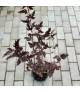 Physocarpus 'Red Baron' - Bangitalevelű hólyagvessző