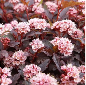 Physocarpus 'Little Joker' - Bangitalevelű hólyagvessző