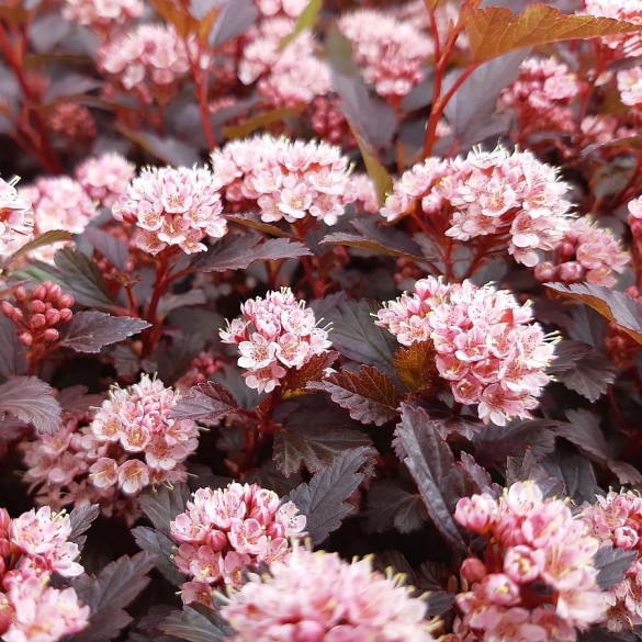 Physocarpus 'Little Joker' - Bangitalevelű hólyagvessző