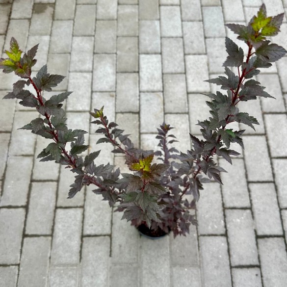Physocarpus 'Little Joker' - Bangitalevelű hólyagvessző