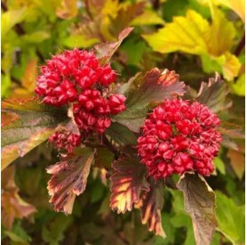 Physocarpus 'Magical Ball' - Bangitalevelű hólyagvessző
